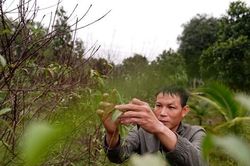 'Thủ phủ' đào phai xuống lá chờ Tết đếm tiền