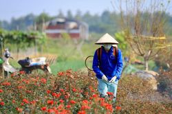 Vùng hoa ngoại thành Hà Nội hối hả vào vụ hoa Tết Giáp Thìn
