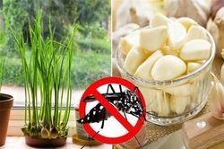 7 cách đuổi muỗi hiệu quả bằng loại nguyên liệu nhà nào cũng có