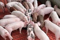 Giá heo hơi hôm nay 11/1/2024: Tiếp tục tăng 1.000 - 2.000 đồng/kg
