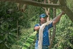 An Giang: Phát hiện bộ da rắn khổng lồ trên núi Cấm