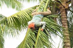Trèo cây dừa bắt ong, người đàn ông té ngã tử vong