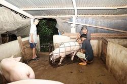 Giá lợn hơi hôm nay ngày 12-1: Tiếp đà tăng