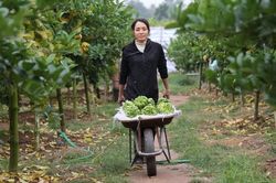 Dân trồng Phật thủ ngoại thành Hà Nội 'rục rịch' vụ thu hoạch lớn nhất năm