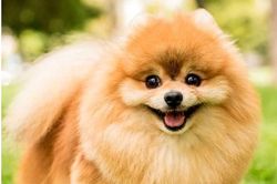 Loài chó 'quý tộc' thông minh nhất thế giới, khả năng ghi nhớ 'đáng gờm', con đắt nhất có giá lên đến 300 triệu