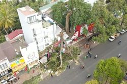 Cây cổ thụ gãy đổ đè bẹp nhiều xe ở Đắk Lắk
