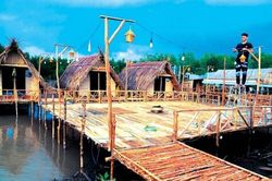 Cây đước trong đời sống người Cà Mau