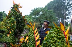 Quất, quýt dáng rồng rao bán giá 100 triệu đồng/cặp chơi Tết