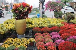 Bưởi Diễn tiền triệu, cúc mâm xôi 'nhuộm vàng' rực các tuyến đường TP.HCM