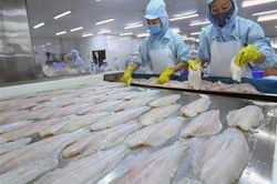 Cá tra Việt Nam được kỳ vọng lấp đầy khoảng trống tại thị trường EU