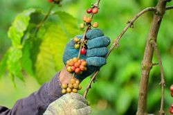 Giá cà phê hôm nay 15/1: Giá Robusta thế giới neo quanh mức cao nhất 28 năm