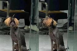 Kiểu tóc 'cháy' nhất phố của 'gâu gâu cô nương'
