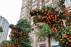 Cặp quất hình rồng được 'hét' giá hàng trăm triệu đồng mới có thể sở hữu