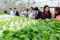 Huyện Sóc Sơn: Sát cánh cùng nông dân sản xuất, kinh doanh giỏi