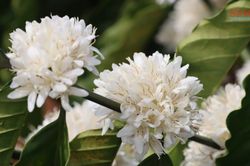 Hoa cà phê nở trắng đồi, mùa xuân đang vẫy gọi