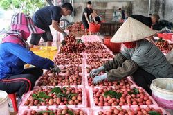 Tăng thị phần xuất khẩu nông sản sang Trung Quốc