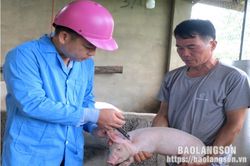 Toàn tỉnh không còn ổ bệnh dịch tả lợn châu Phi