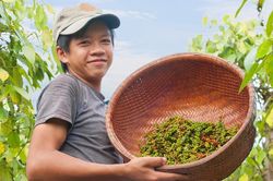 Giá tiêu hôm nay 16/1: Tiếp tục tăng, khó xảy ra tình trạng người dân bán ồ ạt trong năm nay