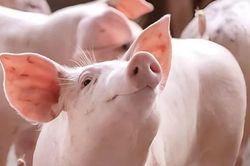 Giá lợn hơi hôm nay (17-1): Tăng cao nhất 3.000 đồng/kg