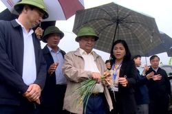 Hải Dương: Nông dân đua tài ở lễ hội thu hoạch hành, tỏi