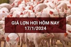 Giá lợn hơi 17/1: Tiếp tục tăng cao nhất 3.000 đồng/kg