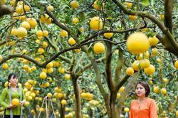 Thủ phủ bưởi Diễn hút khách tham quan dịp Tết