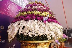 Chiêm ngưỡng chậu lan hồ điệp được rao bán với giá gần 4 tỷ đồng phục vụ dịp Tết Nguyên đán