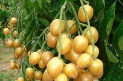 Quất hồng bì - Bài thuốc quý từ thiên nhiên
