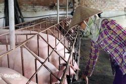 Giá heo hơi tăng, càng khó cạnh tranh với heo lậu