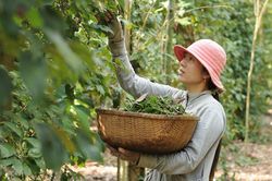 Giá tiêu hôm nay 18/1: Tiếp tục tăng nhẹ, Trung Quốc sẽ tăng nhập khẩu trong thời gian tới