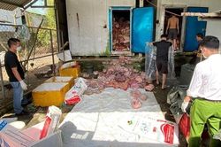 Phát hiện nhiều vi khuẩn sinh độc tố trong 3 tấn thịt lợn đông lạnh chờ bán dịp Tết