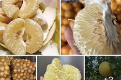 Bưởi Diễn ngon ngọt, ăn như thế nào để giữ dáng, đẹp da và giảm cân hiệu quả?