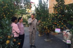 Hội thi Quất cảnh truyền thống Hà Nội năm 2024