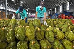 Tin tức kinh tế ngày 19/1: EU đưa sầu riêng Việt Nam vào diện kiểm soát dư lượng thuốc trừ sâu