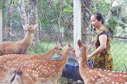Hà Tĩnh xác nhận 100 cá thể hươu đực giống đạt tiêu chí bình tuyển