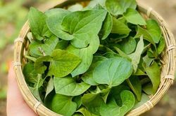 6 công dụng tuyệt vời của rau diếp cá