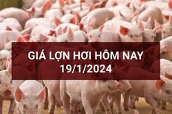 Giá lợn hơi ngày 19/1: Ghi nhận tăng 4 phiên liên tiếp