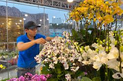 Kiếm 30 triệu đồng mỗi ngày nhờ cắm hoa lan ngày Tết