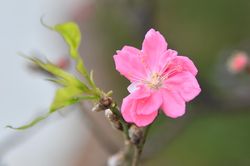 Đào Nhật Tân khoe sắc đón năm mới