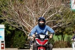 Đào rừng xuống phố khoe sắc đón xuân