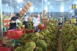 Châu Âu đưa sầu riêng Việt Nam vào diện giám sát