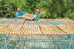 Tết đến - Lúa đầy sân, khô đầy giàn