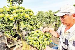Rực rỡ sắc màu hoa Tết Chợ Lách