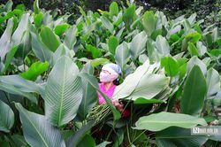 Hà Nội: Người dân tất bật thu hoạch lá dong
