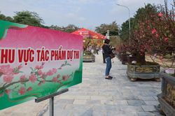 Chào tuần mới: 'Mở hội' hoa đào