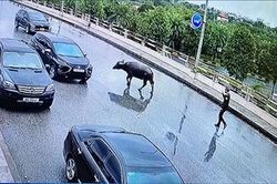 Một cá thể trâu xuất hiện tại đường lên nhà ga T1 sân bay Nội Bài