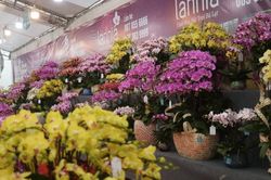 Lan hồ điệp giá hàng chục triệu 'xuống phố' dịp Tết Nguyên đán 2024