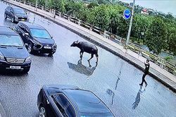 Trâu xuất hiện ở nhà ga hành khách sân bay Nội Bài