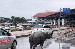 Trâu bất ngờ xuất hiện ở tầng 2 sân bay Nội Bài