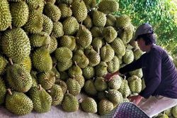 Nông dân phấn khởi khi giá sầu riêng tăng mạnh ngày giáp Tết